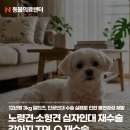 진보동물병원 | 노령견·소형견 십자인대 재수술, 강아지 TPLO 재수술, 노원강북동물병원, N동물의료센터 노원점