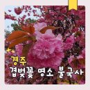불국사 | 경주 불국사 겹벚꽃 실시간 방문 후기