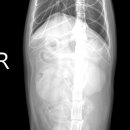 마송 동물병원 이미지