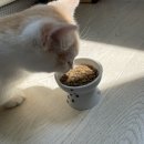 예지사료 이미지