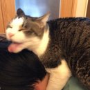 댕댕이 그루밍 이미지