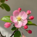 사조미가 이미지