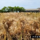 신진상회 이미지