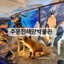 강릉 여행 무료로 즐긴 주문진해양박물관 관람 후기!