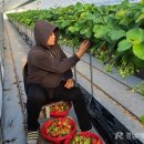 경영2농장 이미지