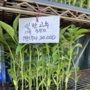 흥농종묘사 이미지