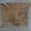 명일중학교 이미지