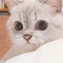 똥PC방 이미지