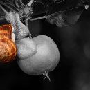 스마트폰사진활용 이미지