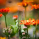 행복덩어리 이미지