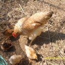 변산농장 이미지