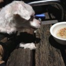 도그먼트 이미지