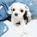 (주)펫바라기 네이버블로그
