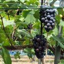 둔덕농장2 이미지