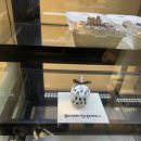 레이지독 | [망원] '레이지독' 1주년 한입 케이크 내돈내산 후기