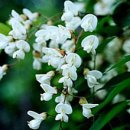 [3월 28일 탄생화] 꽃아카시아나무(Robinia Hispida) : 품위 이미지