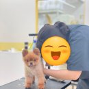 미용의정서애견미용학원 네이버블로그