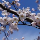 해안동 왕벚나무 이미지