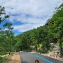 포레스트리솜 이미지