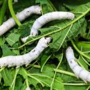 교동장독대마을 이미지