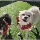 소소하개 이미지