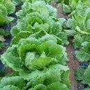 심기보농장 이미지