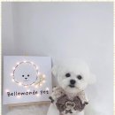 내 강아지 미용실 이미지