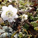 야생초농원 이미지