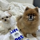 구슬약국 | [공지] 라이프펫 멀티밸런스 전연령 · 시니어 비교 후기 | 강아지종합영양제 한눈에 보기