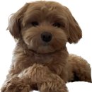 나비엘 모래내갤러리 | [인천] 인천 세라잼 체험 의료기기렌탈 안마의자 , 나비엘 인천 모래내 갤러리