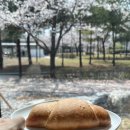 수원-0686 | 수원 신상 카페 벚꽃뷰 보이는 수원지관서가