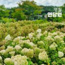 아크릴화(야간) | 강원도 영월 여행 연당원 수국 축제 동서강정원 영월 가볼만한곳