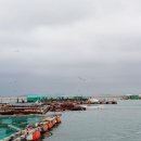 돌고래 좌대낚시터 이미지