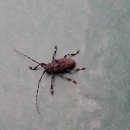 이 벌레 해충일까요? 이미지