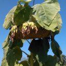 수촌농장 이미지