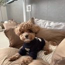 도그랩 | 패리스독 올데이카시트 솔직 후기, 강아지 차량 이동 필수템