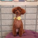 슈슈펫살롱 이미지