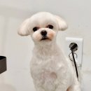 튼튼애견미용 | 미용실 유목민 생활 청산 시켜준 대구 강아지 미용 슈슈네 애견미용&amp;호텔