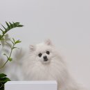 펫케어 | 강아지 슬개골 관리 고민될 때, 웰스케어 이아소펫 펫케어 후기