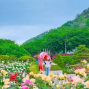 백마공원 화장실 | 삼척 장미축제 장미공원 실시간 기간 일정 가수 기본정보 볼거리