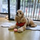 하이도그 이미지