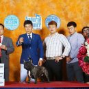 프라임킴 프렌치 불독 네이버블로그