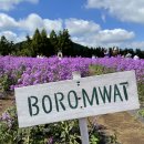 보롬제주 이미지