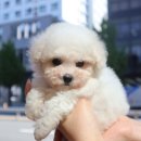 강아지 마을 이미지