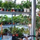 초록빛약국 이미지