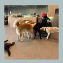 UR(화성시)-대(집)3-3[상리3길]-하-2 | [화성/카페] 입장료만으로도 소중한 유기견에게 후원을! 화성 훈트 유기견카페 (평일주차 및 시간)