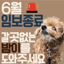 한아름쉼터 | 유기견 노견 임시보호 급구 | 6월 종료 앞둔 밤이를 소개합니다