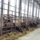 사슴자연방목장 이미지