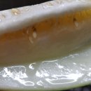 파파야(주) Daum카페