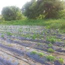 연리지농장 이미지